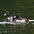 Immature male (front) with two male Ring-necked Ducks.