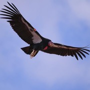 Adult in flight (picture taken in California)